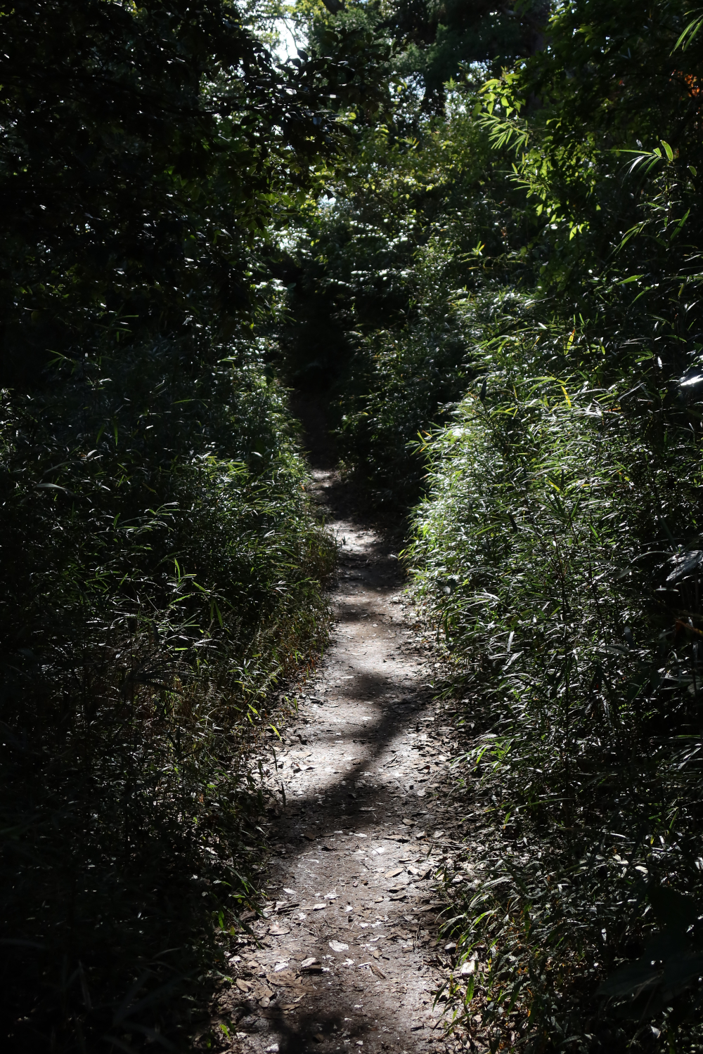 森の小道